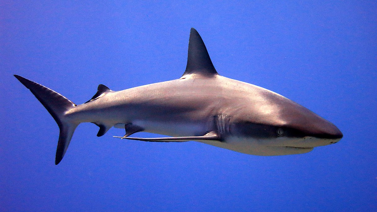 Shark - Wikipedia thumbnail